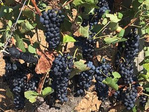 Grapes Near Harvest