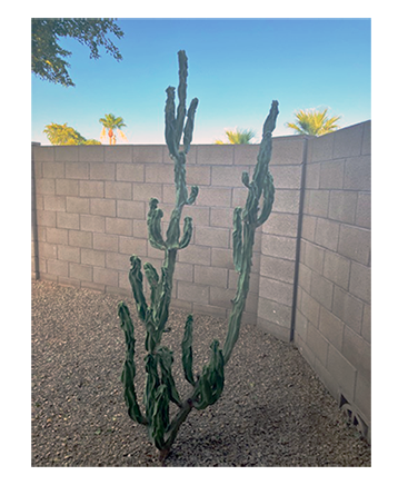 Shelley's Cactus